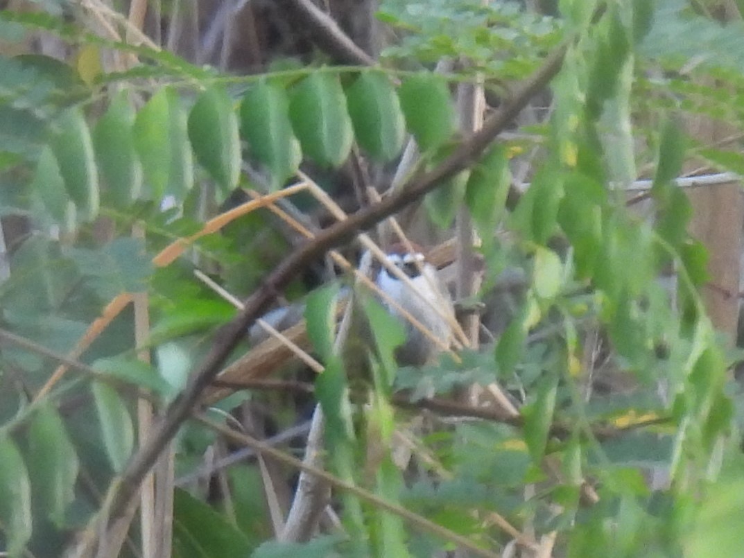 Chestnut-capped Babbler - ML624014721