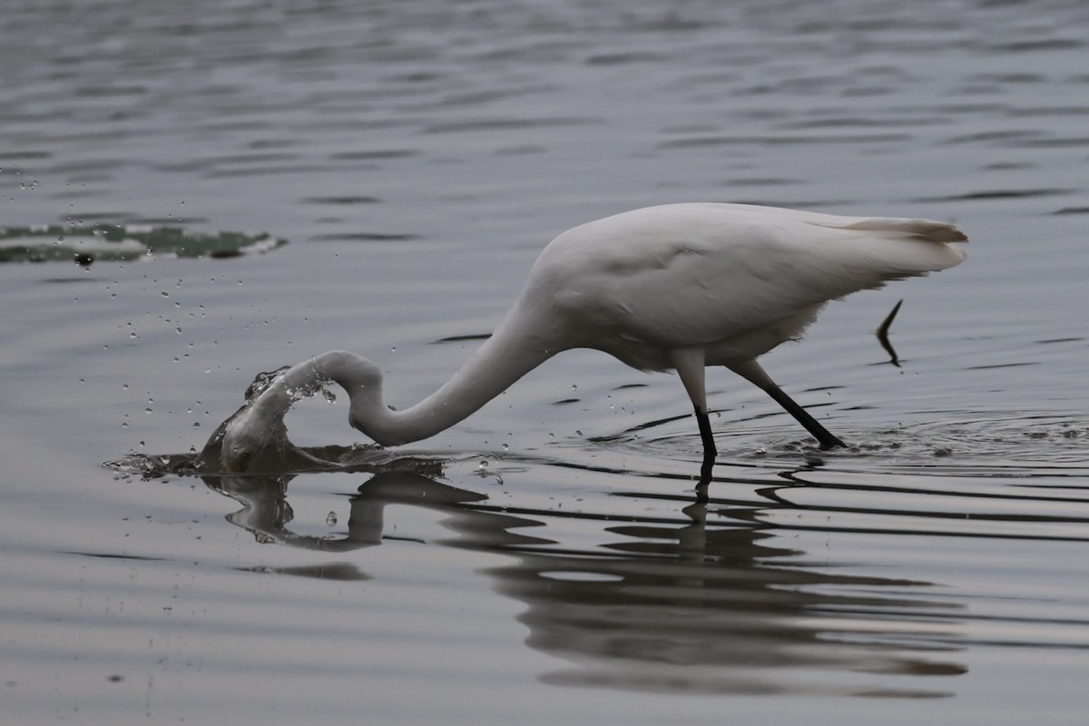 Great Egret - Eric Bosch