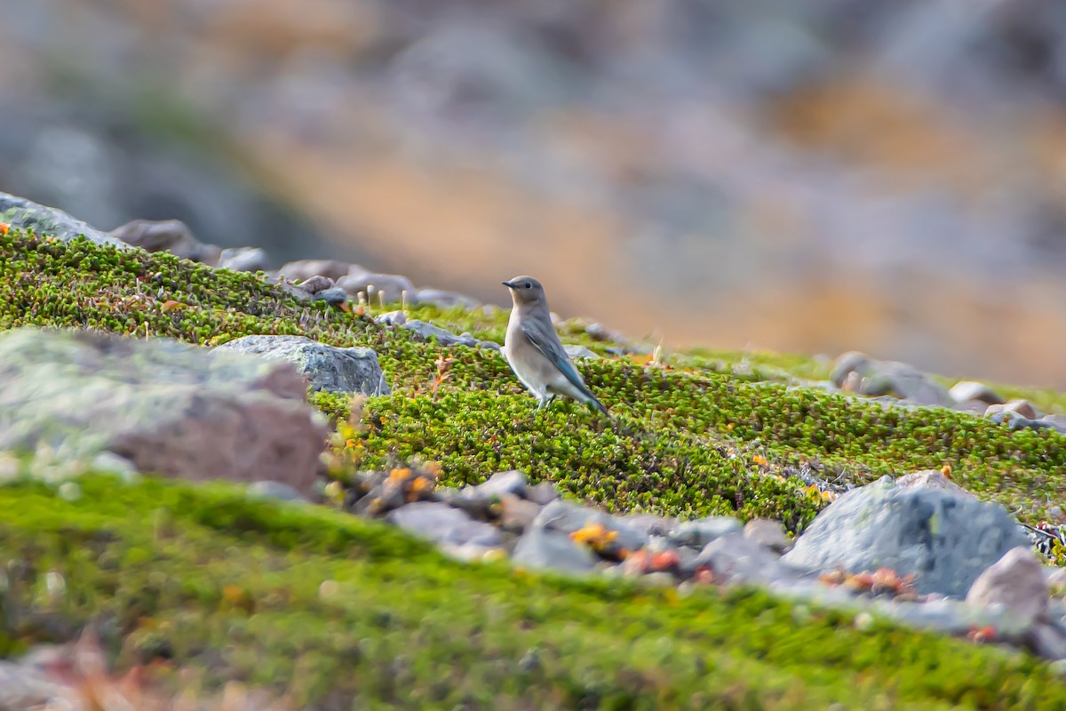 Mountain Bluebird - ML624014728