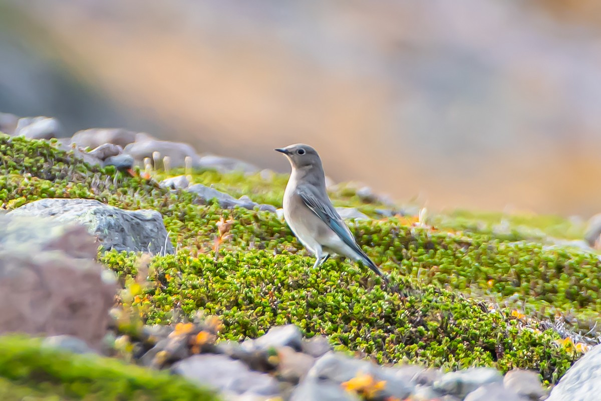 Mountain Bluebird - ML624014731