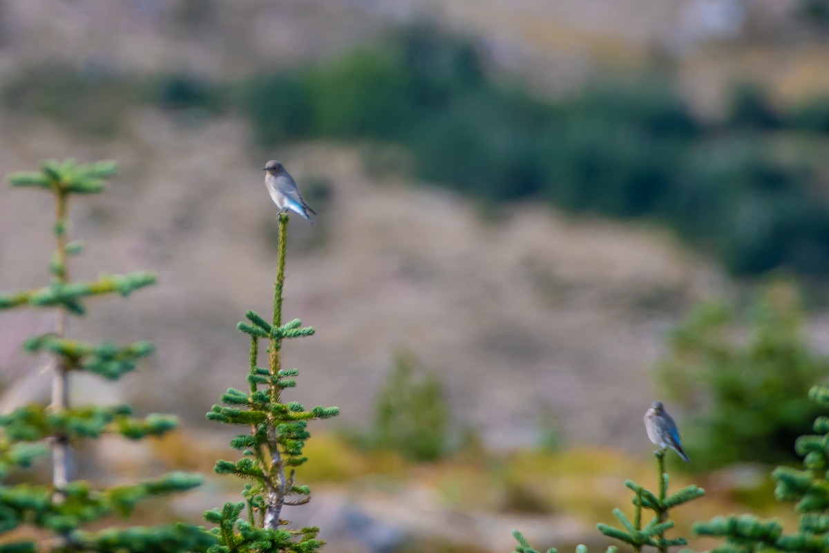 Mountain Bluebird - ML624014734