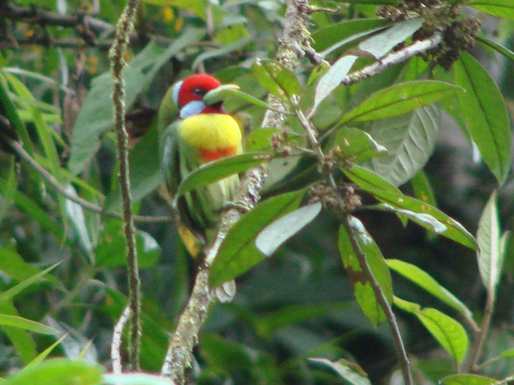 Çok Renkli Barbet - ML624014736