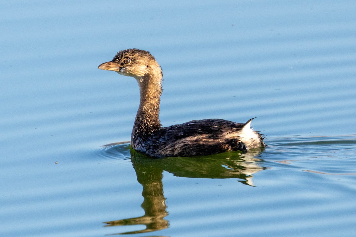 Pied-billed Grebe - ML624014745