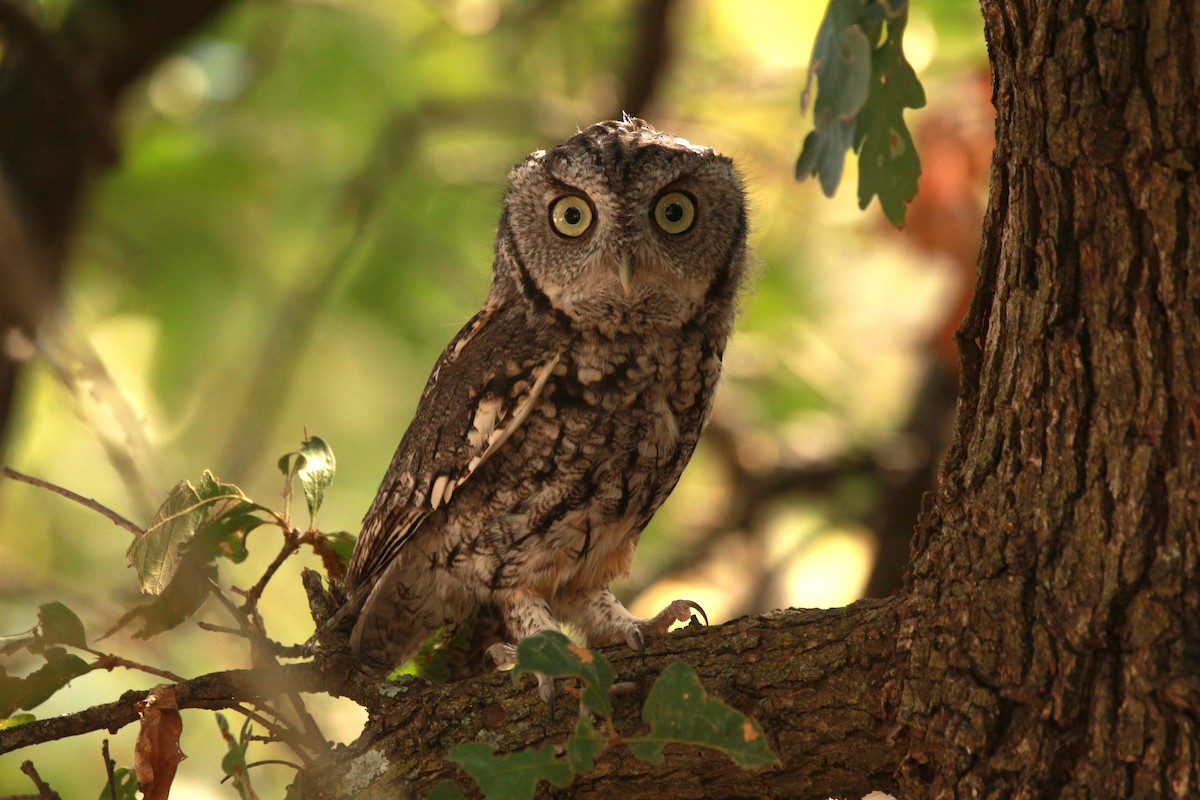 Eastern Screech-Owl - ML624014751