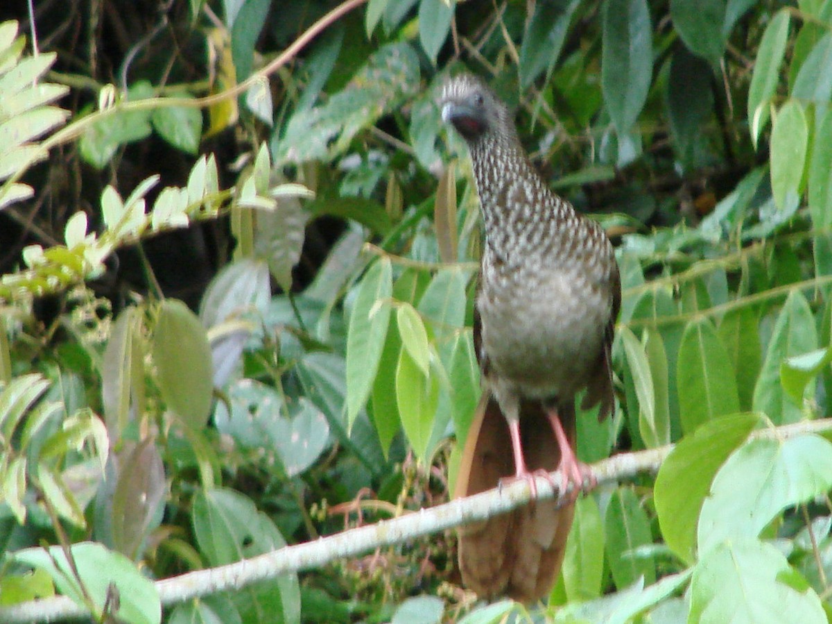 Chachalaca Moteada - ML624014776