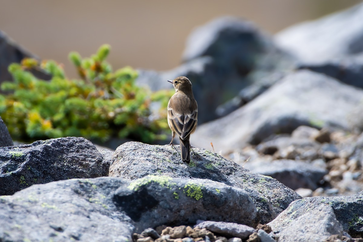 American Pipit - Brandon Lloyd