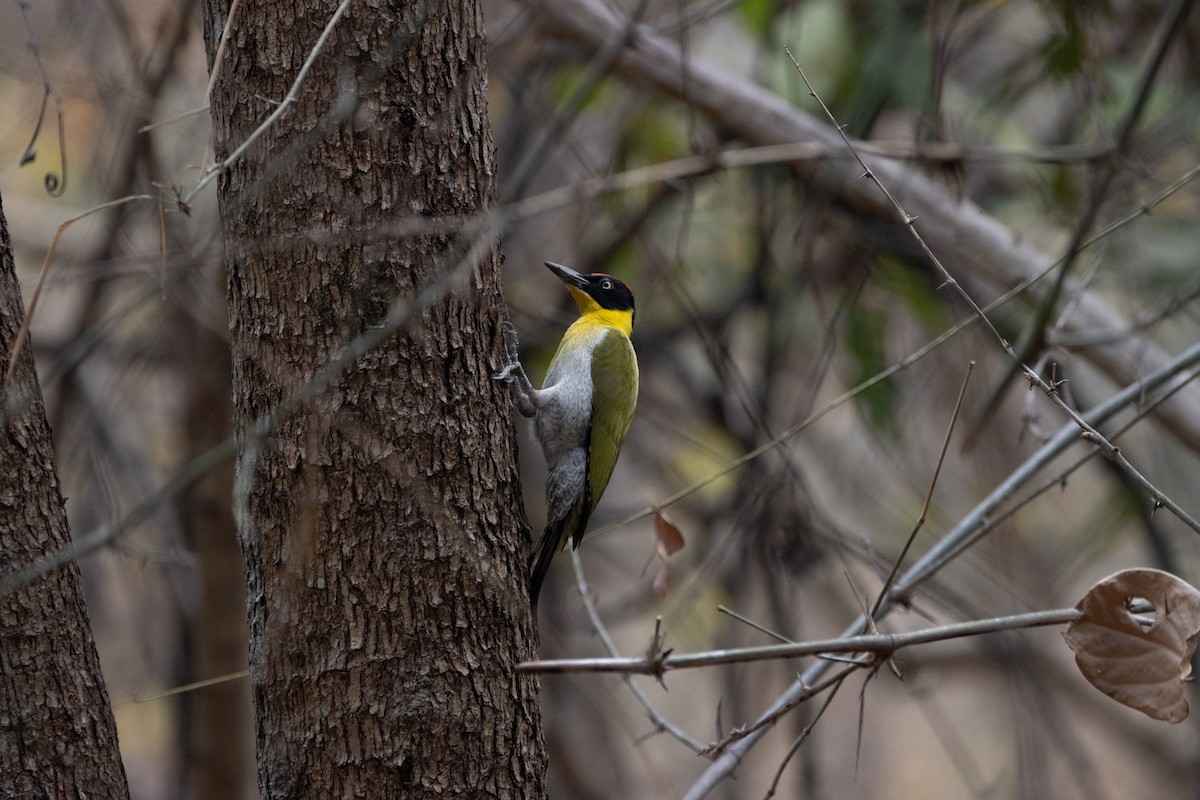 Black-headed Woodpecker - ML624014797