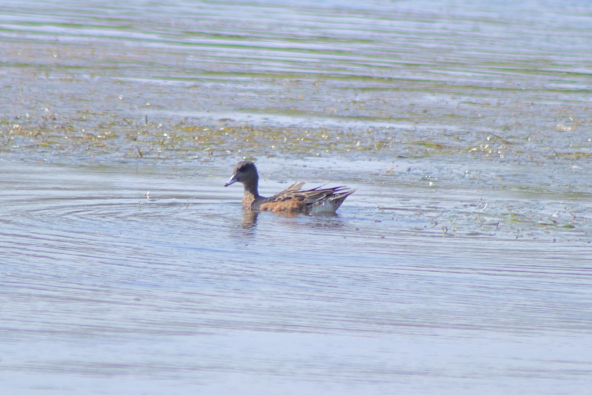 Canard d'Amérique - ML624014799