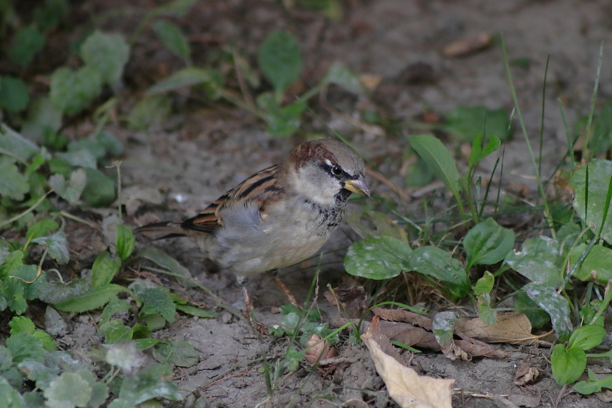 House Sparrow - ML624014806