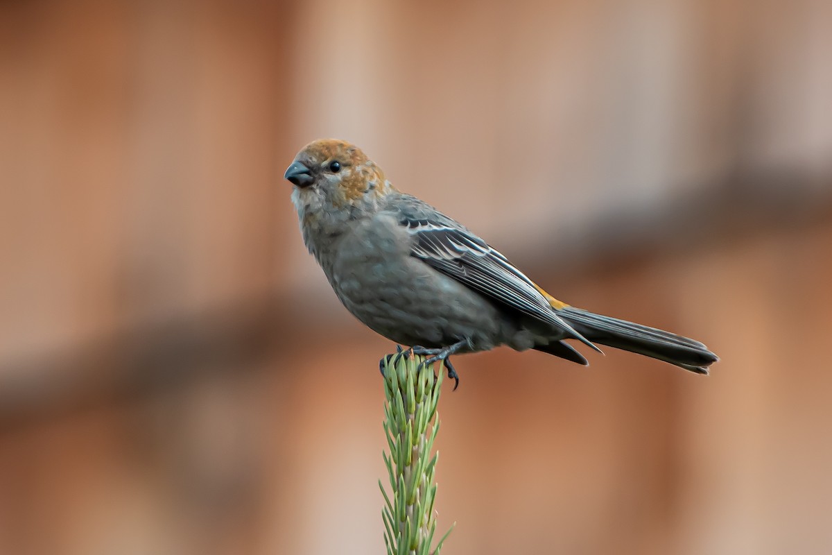 Pine Grosbeak - ML624014821