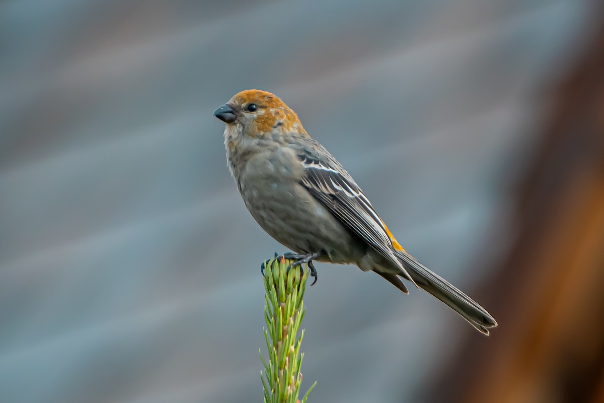 Pine Grosbeak - ML624014822