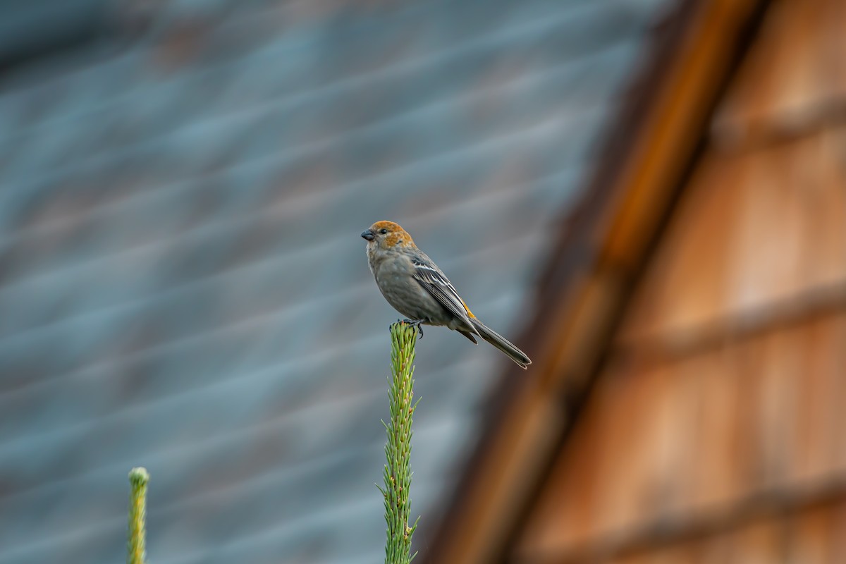 Pine Grosbeak - ML624014823