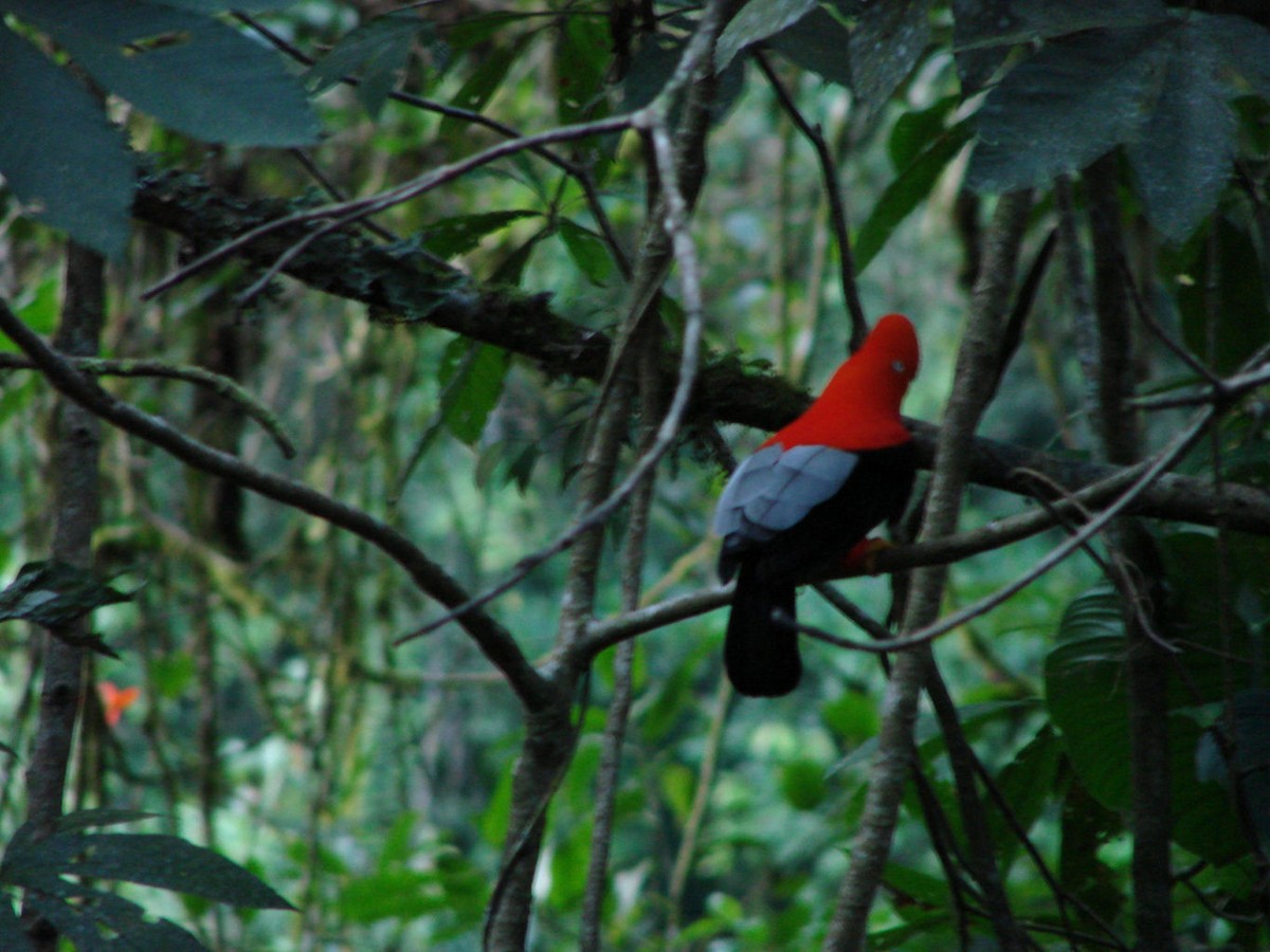 Andean Cock-of-the-rock - ML624014833