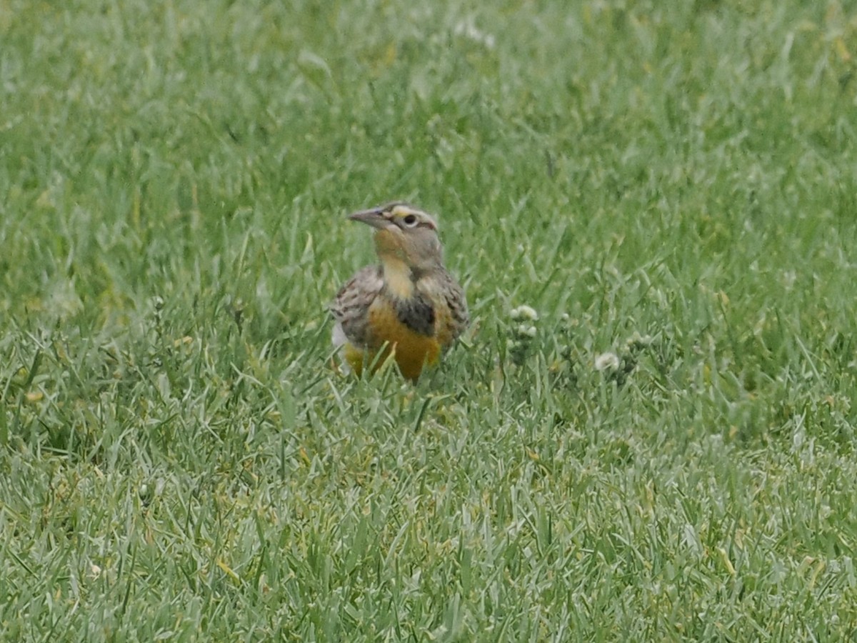 Western Meadowlark - ML624014837