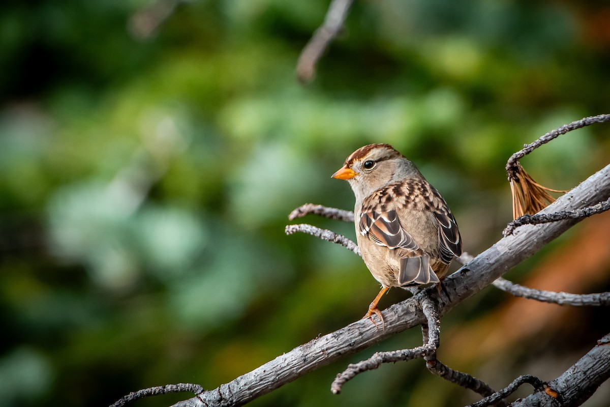 White-crowned Sparrow - ML624014839