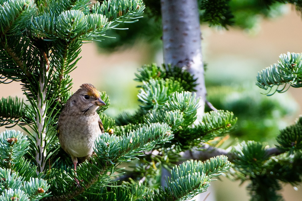 Golden-crowned Sparrow - Brandon Lloyd