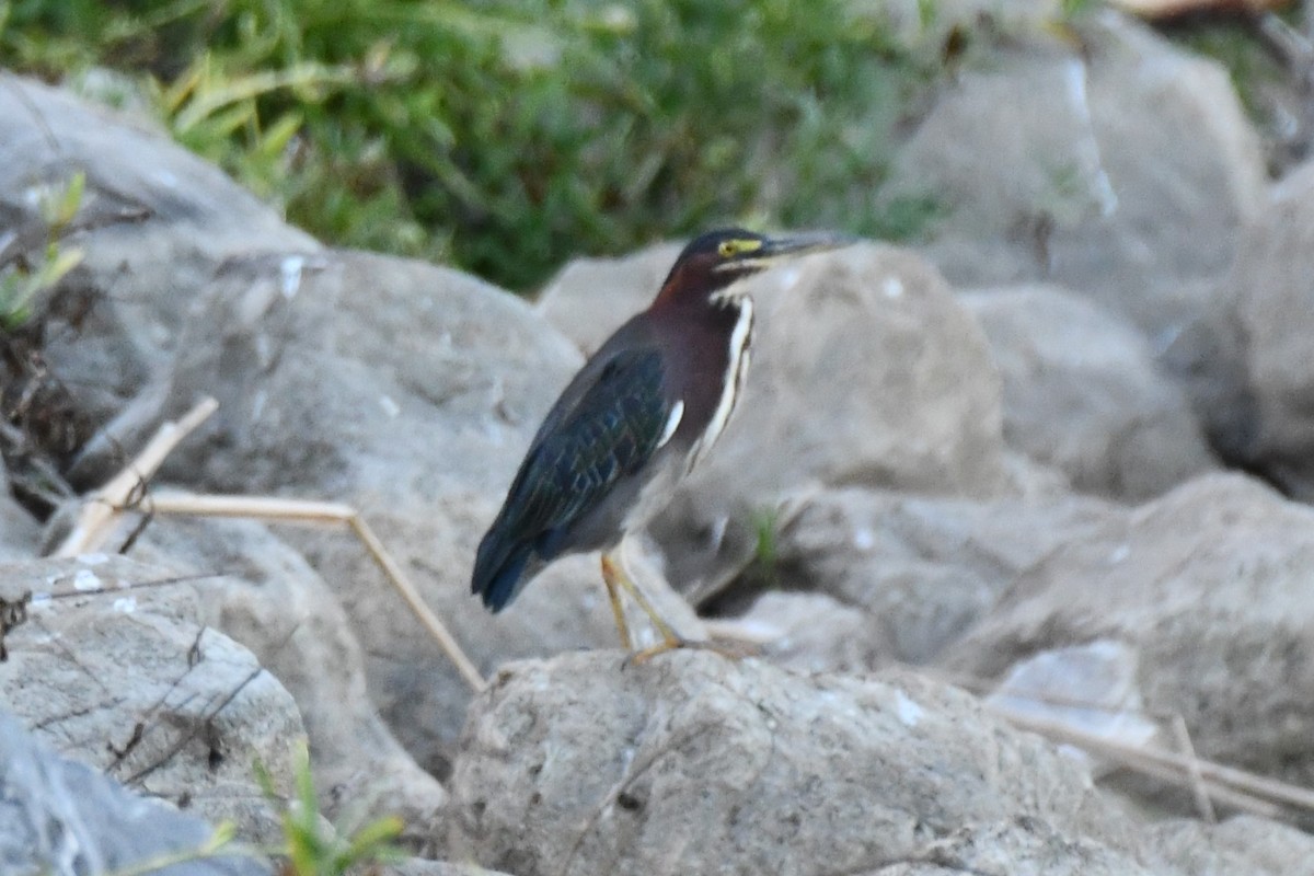 Green Heron - Carmen Ricer