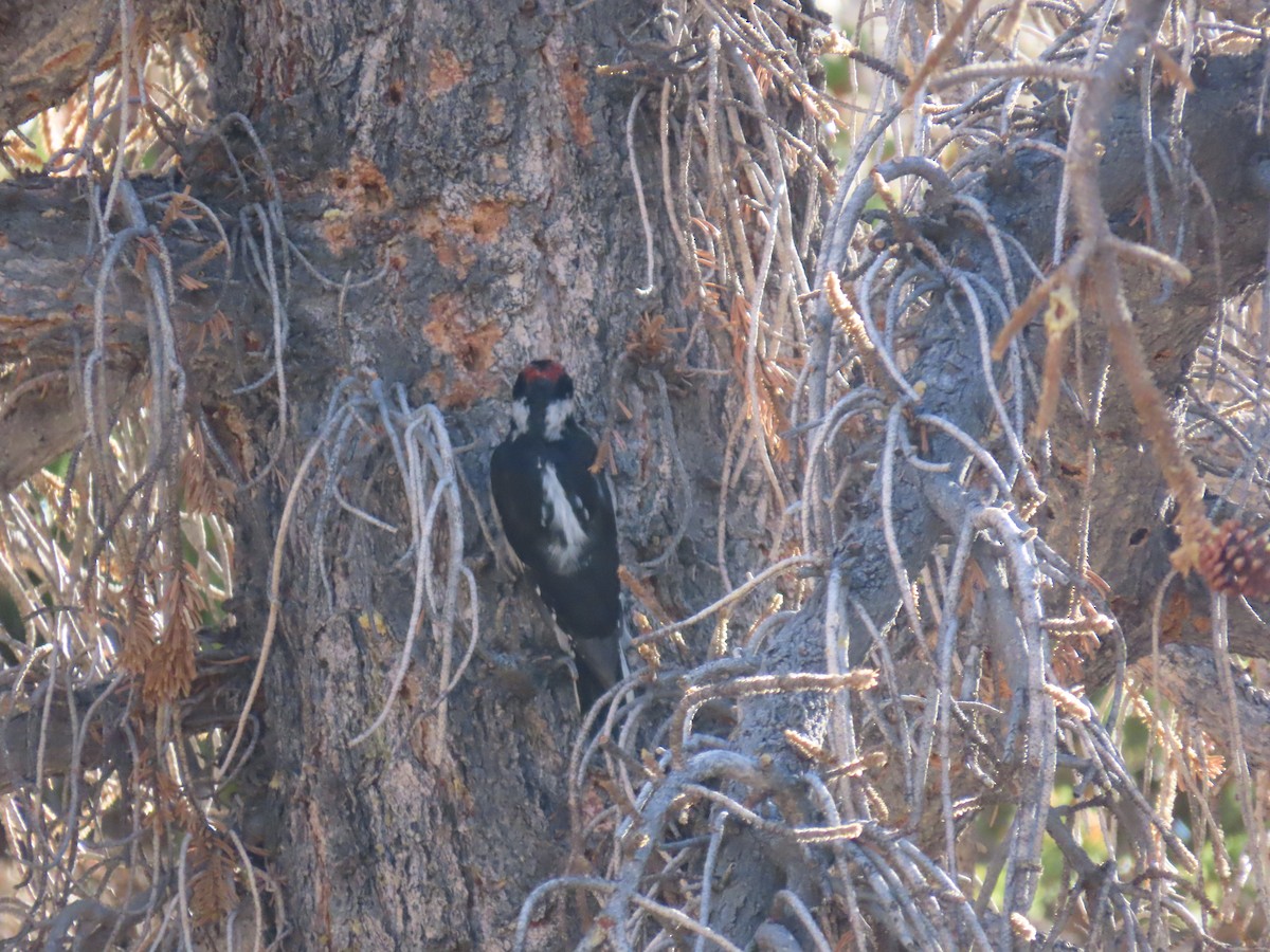 Hairy Woodpecker - ML624014853