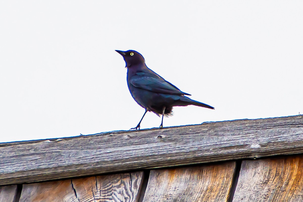 Brewer's Blackbird - ML624014854