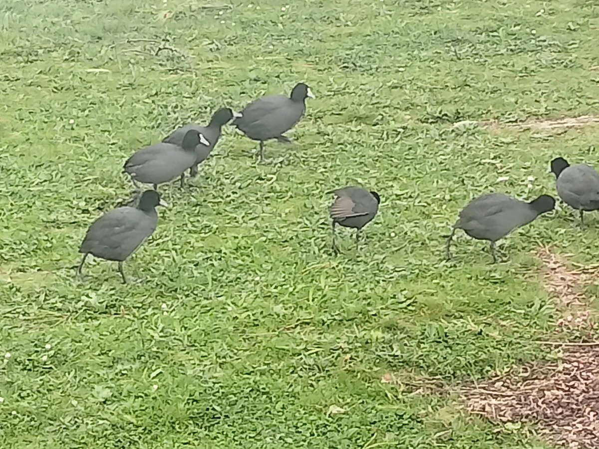 Eurasian Coot - ML624014861