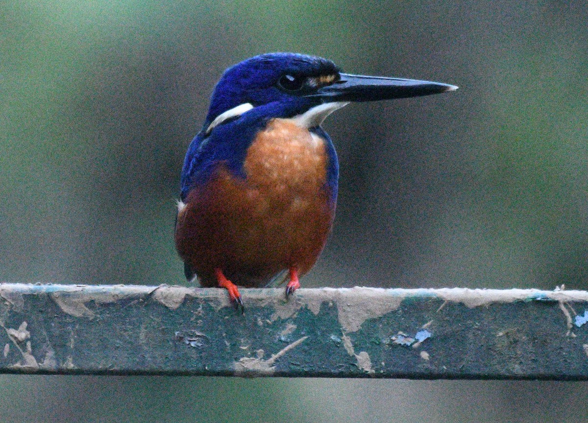 Azure Kingfisher - ML624014867