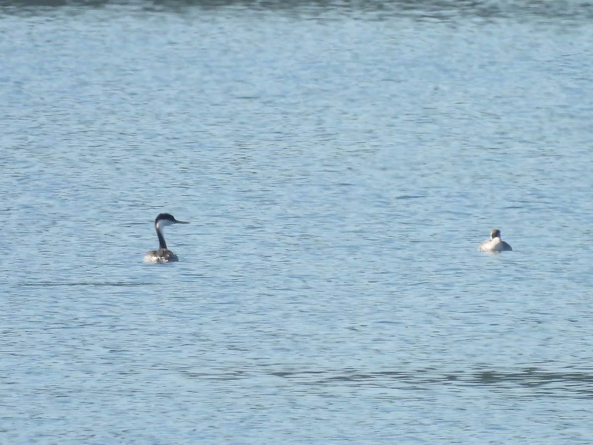 Western Grebe - ML624014874