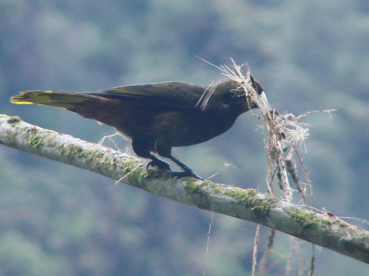 Dusky-green Oropendola - ML624014877