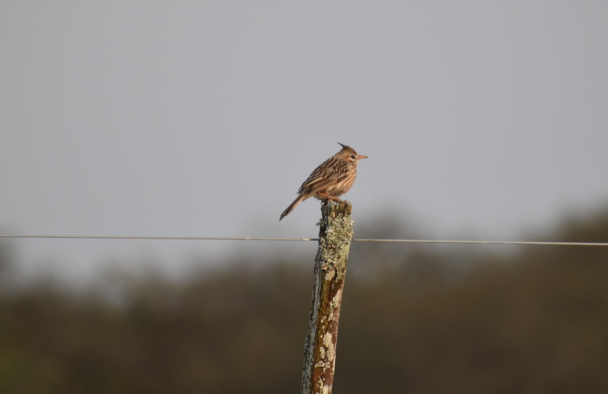 Lark-like Brushrunner - ML624014880