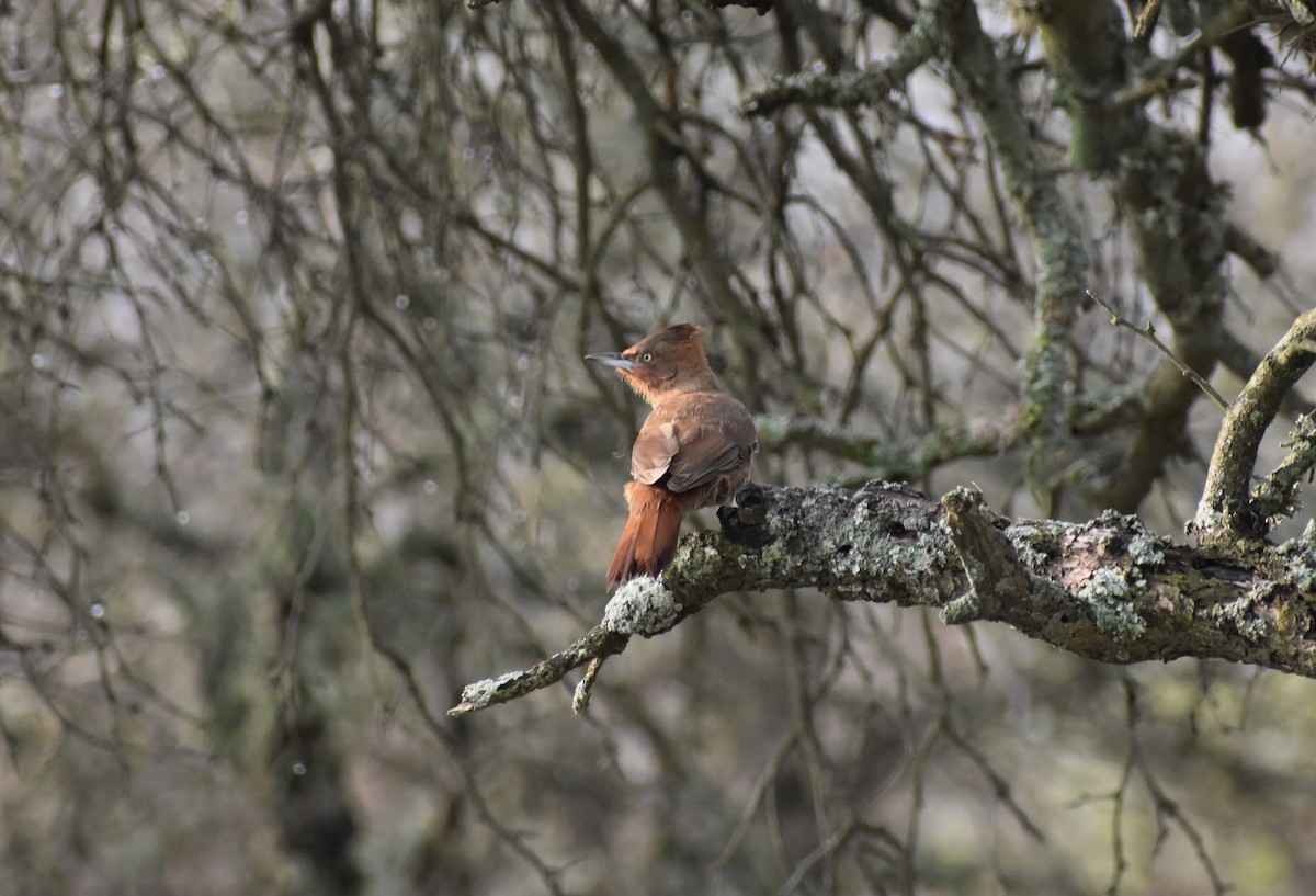 Brown Cacholote - ML624014885