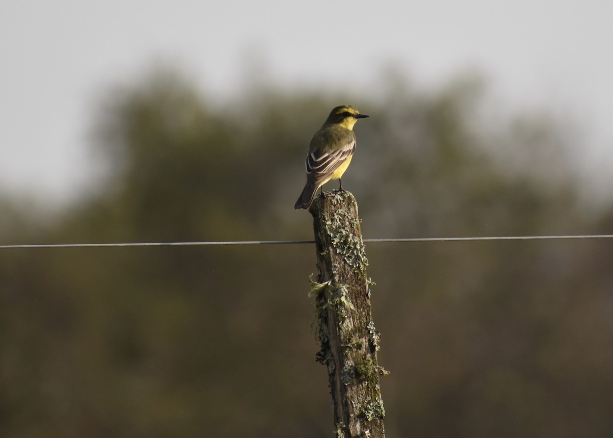 Yellow-browed Tyrant - ML624014887