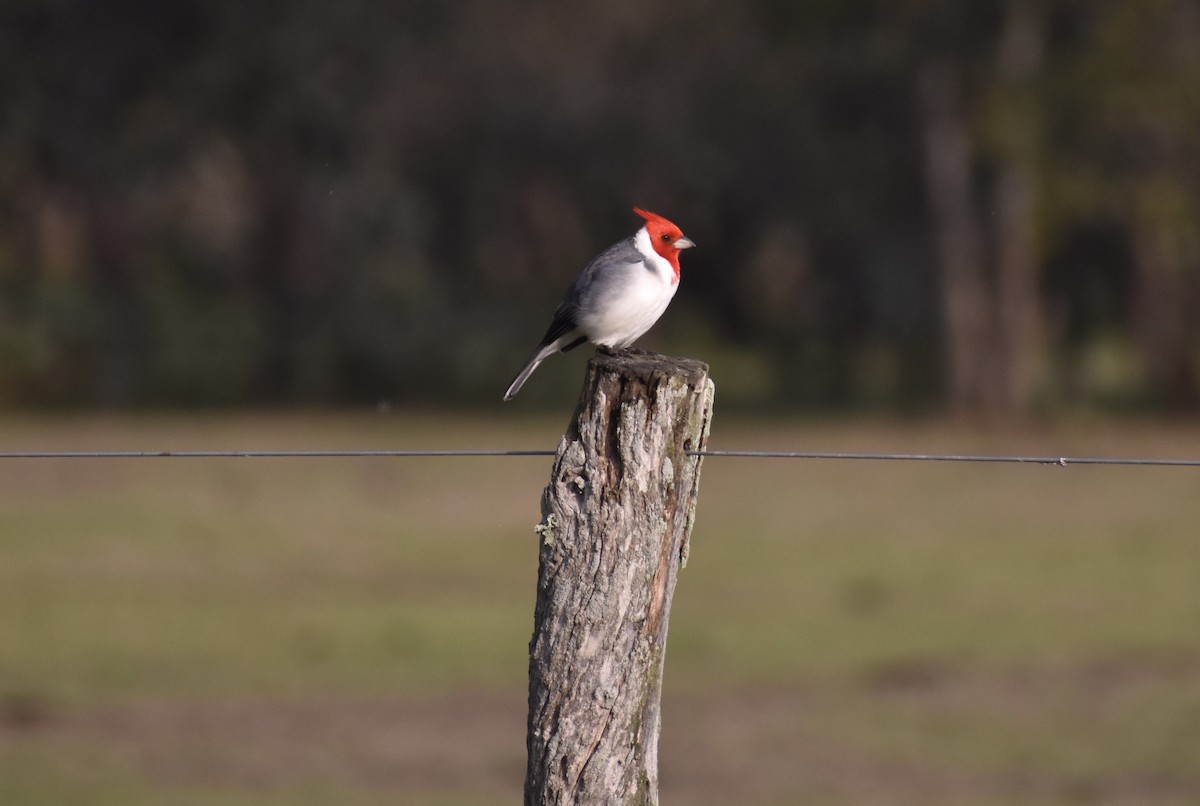 Red-crested Cardinal - ML624014889