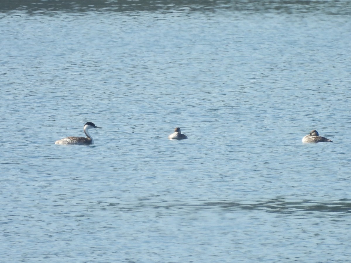 Western Grebe - ML624014892