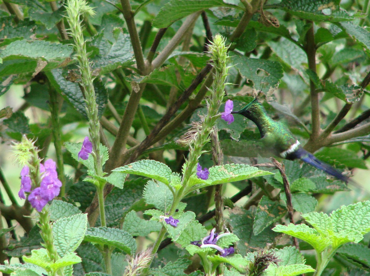 Wire-crested Thorntail - ML624014895