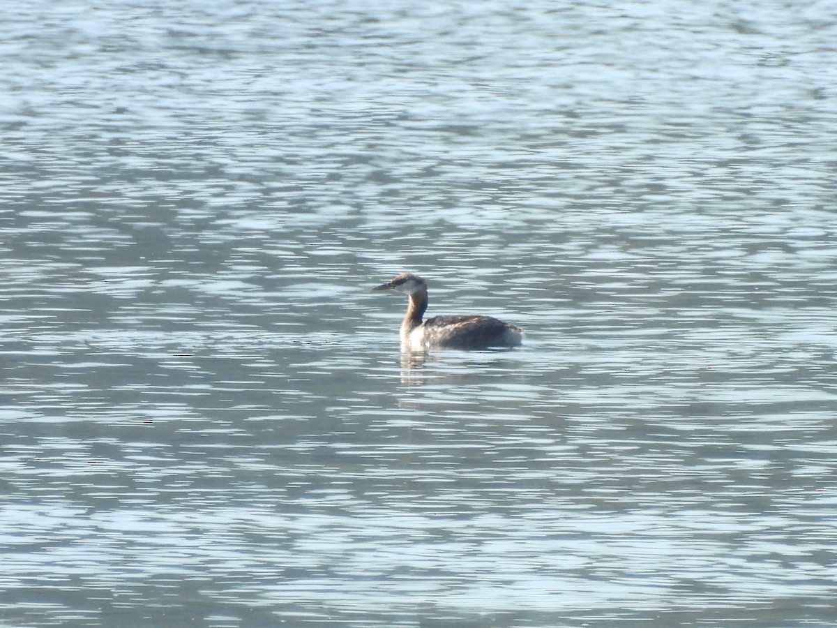 Western Grebe - ML624014913