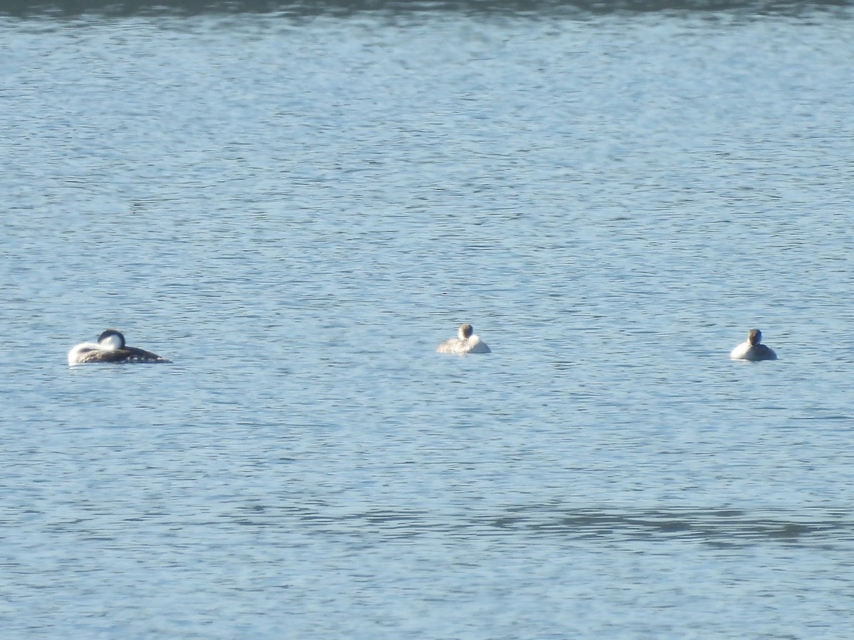 Western Grebe - ML624014920