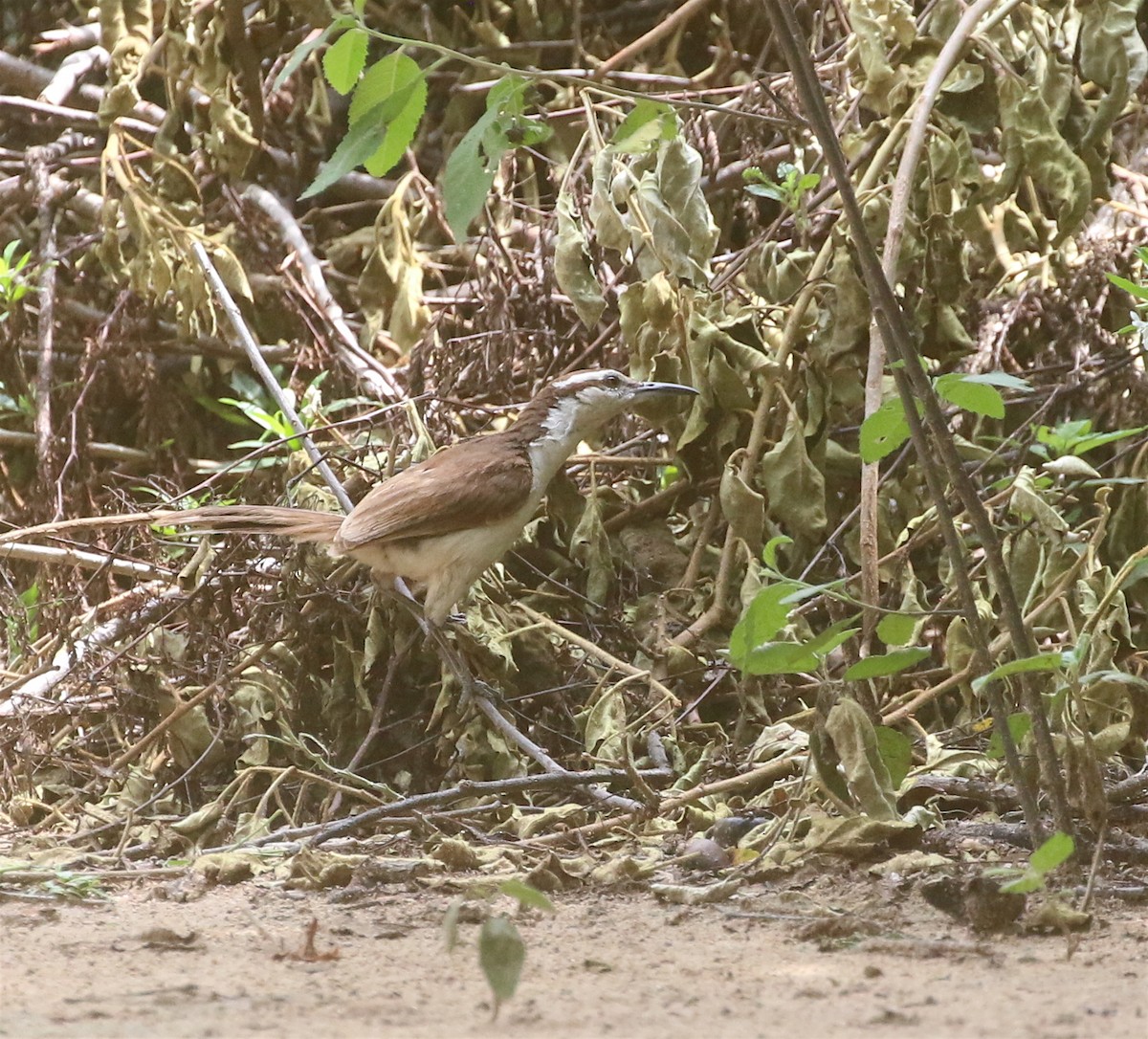 Bicolored Wren - ML624014927