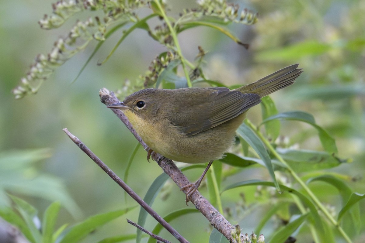 Common Yellowthroat - ML624014929