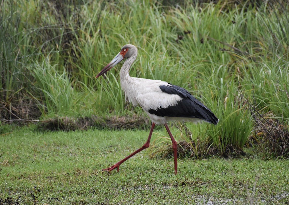 Maguari Stork - ML624014935