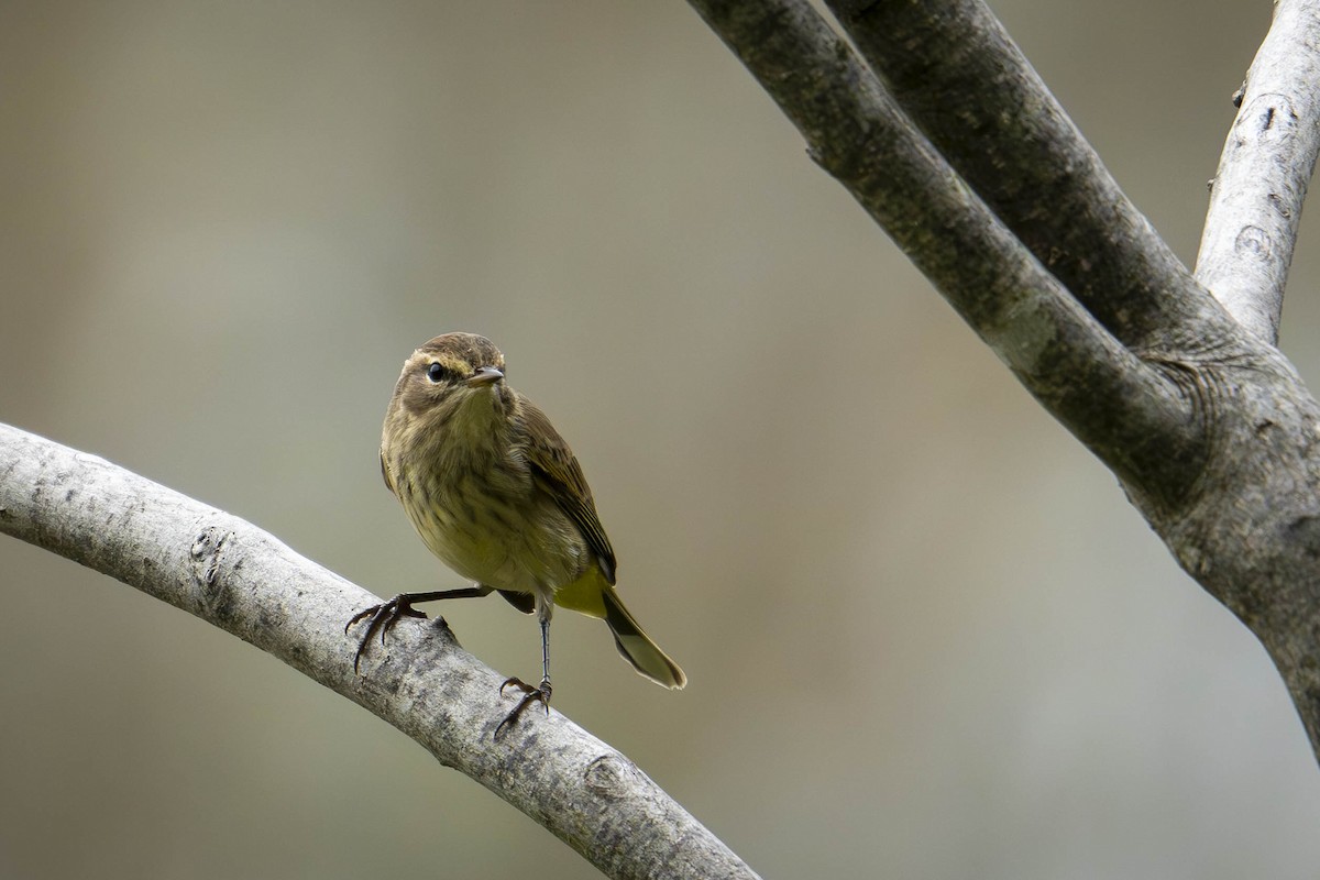 Palm Warbler - ML624014936