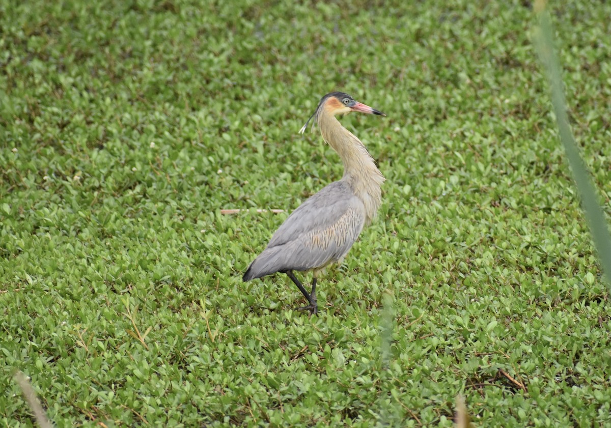 Whistling Heron - ML624014943