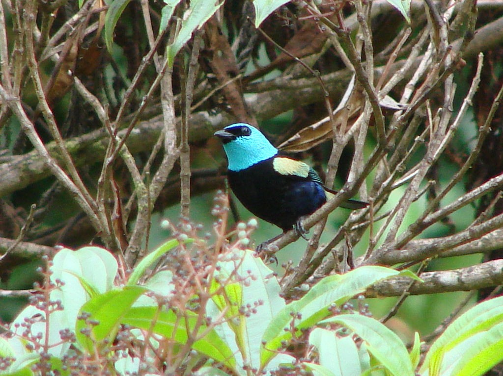 Blue-necked Tanager - Peter Bono