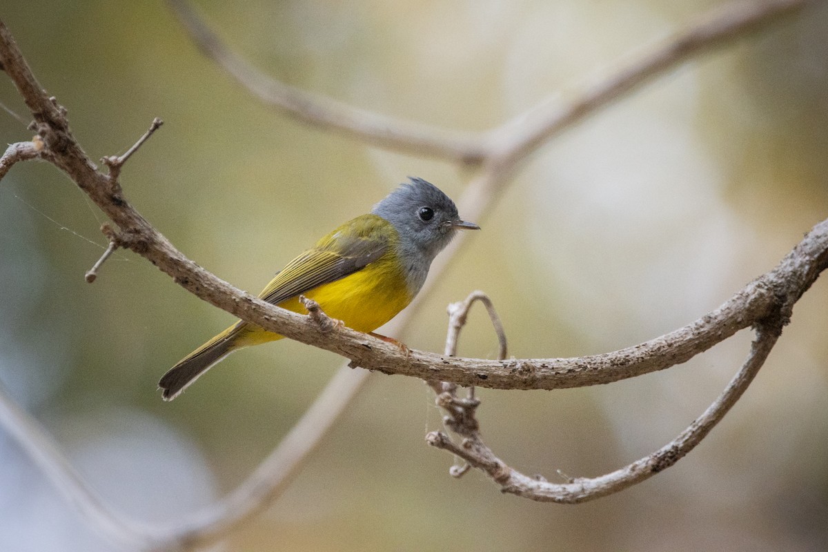 Gray-headed Canary-Flycatcher - ML624014948