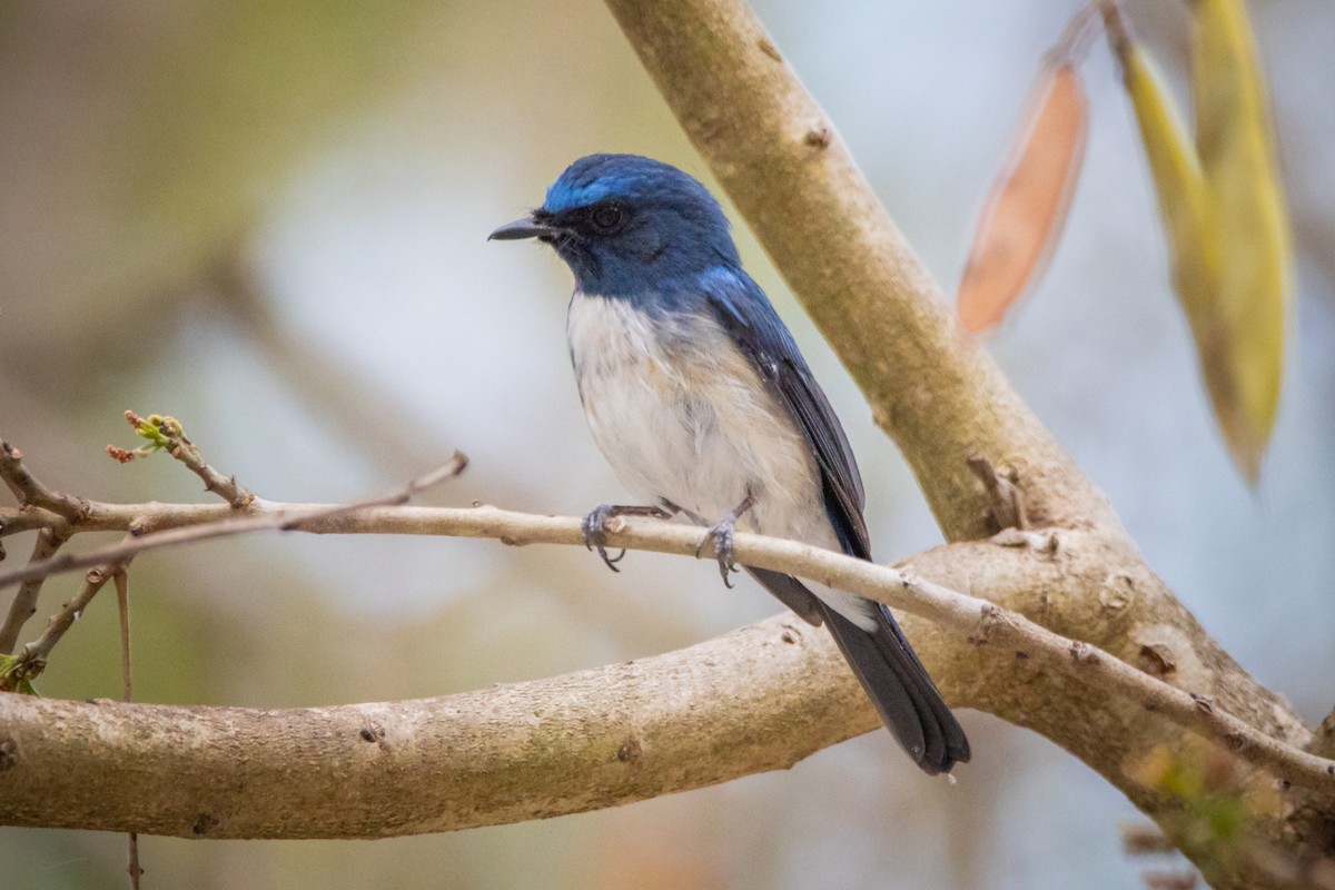 Hainan Blue Flycatcher - ML624014950