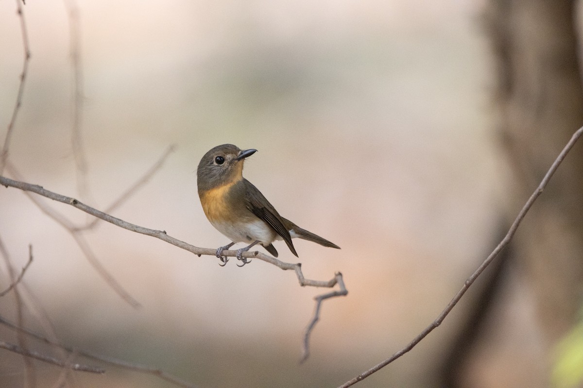 Hainan Blue Flycatcher - ML624014951