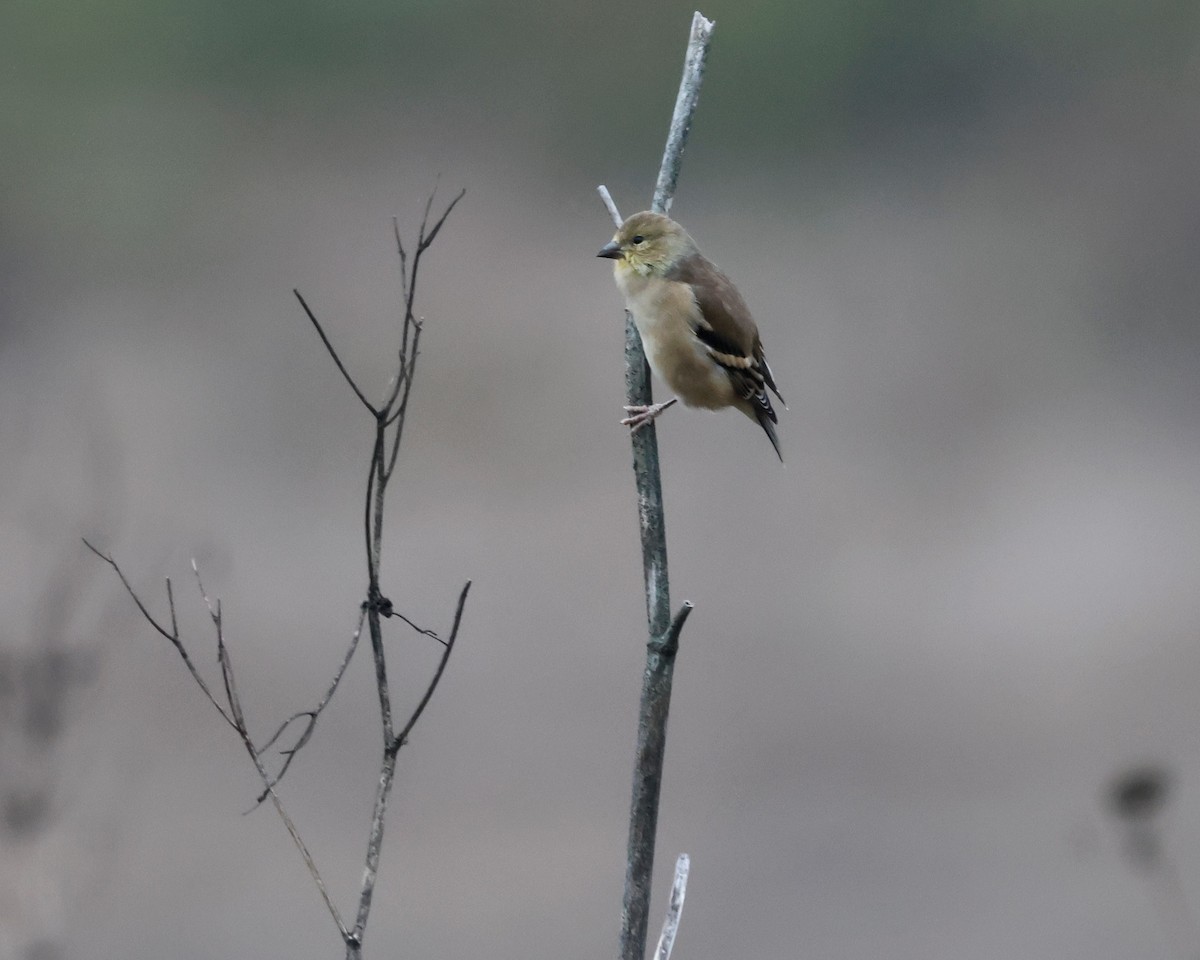 American Goldfinch - ML624014954