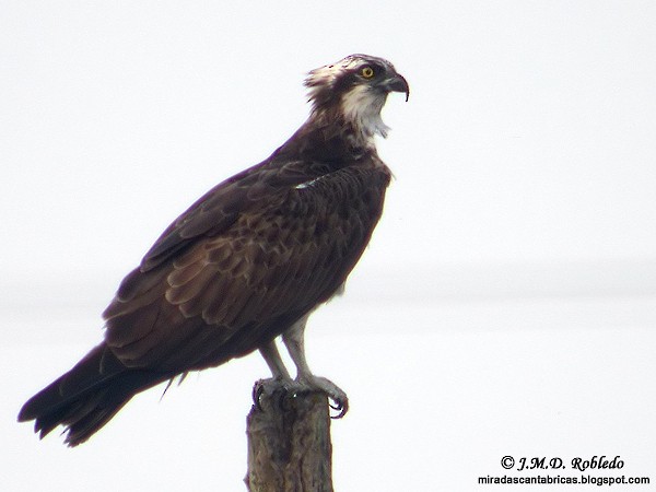 Osprey - Juan María Domínguez Robledo