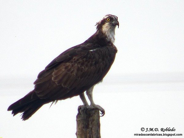 Osprey - Juan María Domínguez Robledo