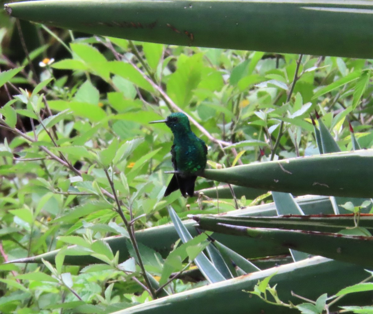 Garden Emerald - ML624015010