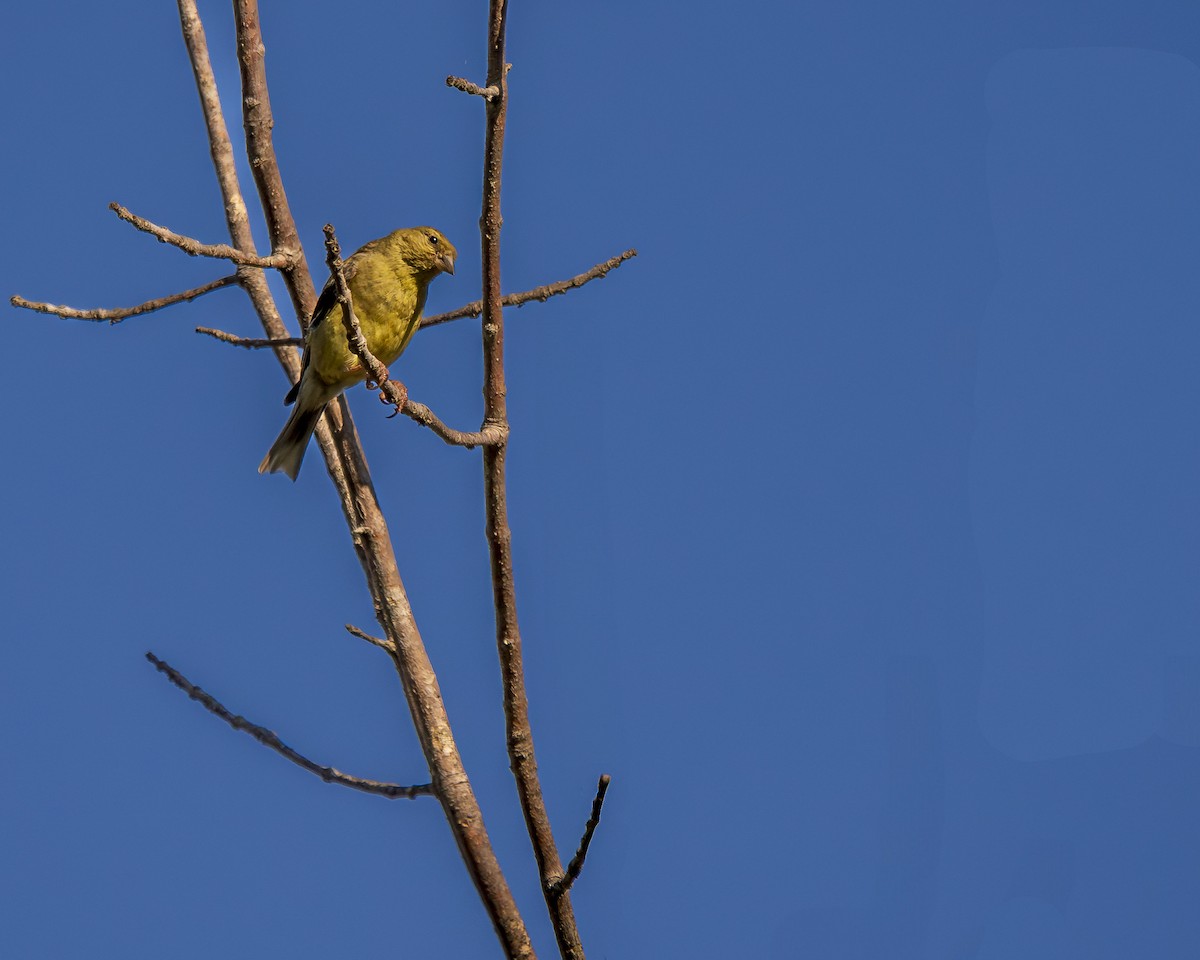 American Goldfinch - Jeffrey John