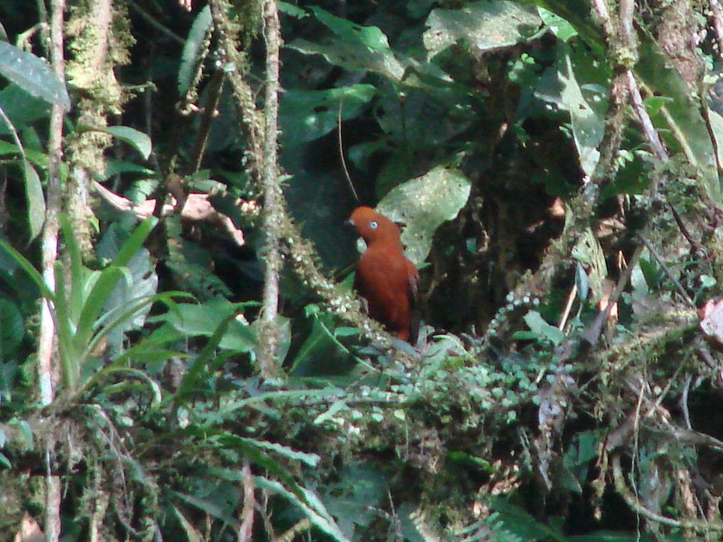 Andean Cock-of-the-rock - ML624015014